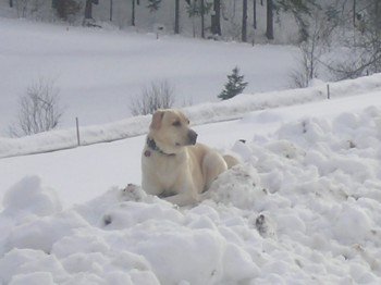 Trixie im Glück-endlich Schnee!