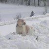 Trixie im Glück-endlich Schnee!