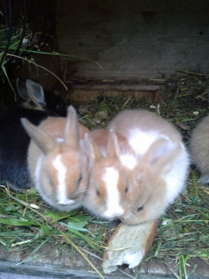 unsere Hasen