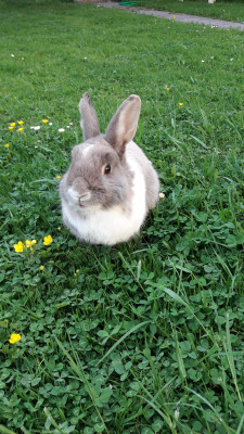 Hasen
