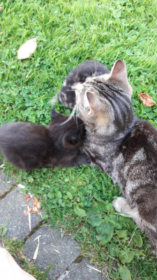 Unsere Katze