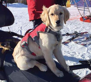 Kibbie the Avalanche Dog