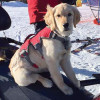 Kibbie the Avalanche Dog