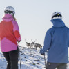 Vielleicht läuft dir beim Skifahren sogar eine Elchherde über den Weg.