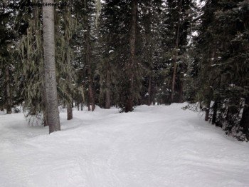 Tree-Skiing in Poet´s Glade!