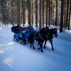 Mit der Kutsche geht es durch das winterliche Filzmoos