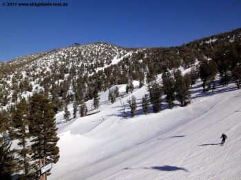 Die lichten Wälder im oberen Bereich des Skigebiets sind ideal für das Tree-Skiing.