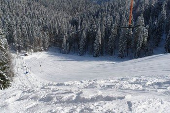 Schwarzmoos (schwarz)