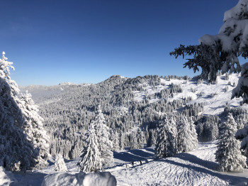 Bäume voller Schnee in der Mythenregion
