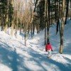 © http://www.skitheporkies.com