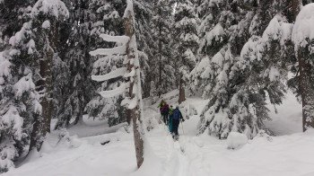 Skitour durch den Wald