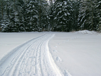 Auf perfekt präparierten Loipen durch die Wälder um Schömberg
