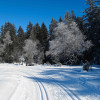 Langlaufen im "Fohramoos"