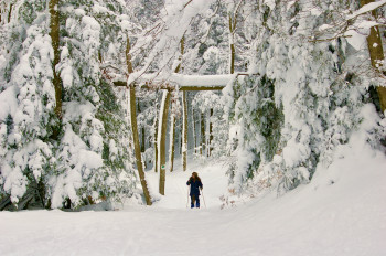 White Grass Ski Trails 2010