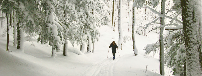 White Grass Ski Trails 2010